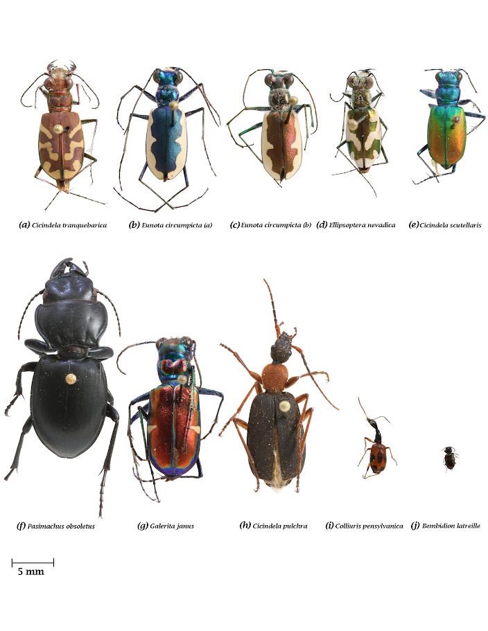 Pinned Beetle Specimens