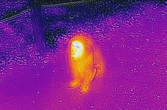 Thermal Monkey Image